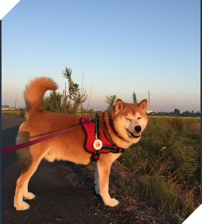 Chú chó nhát gan đi tản bộ đột nhiên ‘đứng hình’… 5 giây sau, nó quay đầu bỏ chạy khiến chủ nhân cười lăn 11