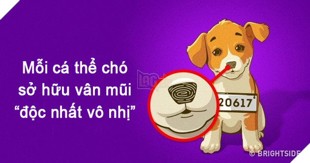 Nếu con người có vân tay thì mỗi chú chó lại sở hữu vân mũi cực đặc biệt đấy! - Ảnh 1.