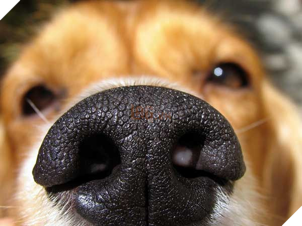 Nếu con người có vân tay thì mỗi chú chó lại sở hữu vân mũi cực đặc biệt đấy! - Ảnh 2.