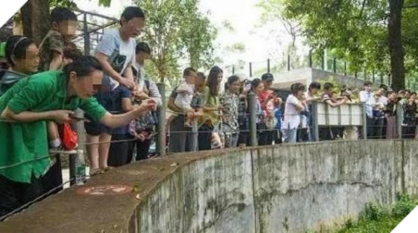 Ham ăn đồ ăn của du khách, đám gấu mèo ở sở thú Trung Quốc bỗng phát phì, giảm hẳn khả năng sinh sản - Ảnh 1.