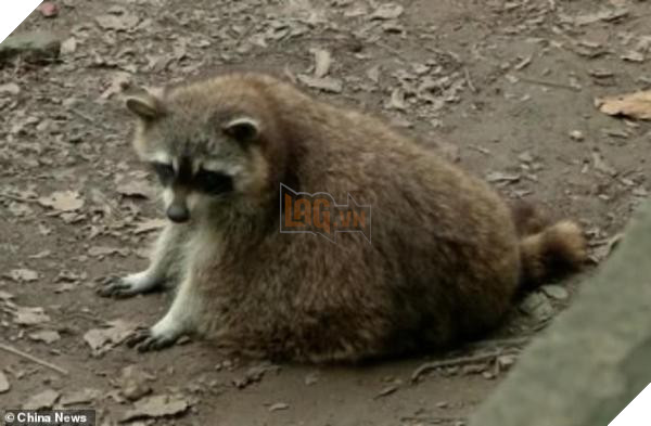 Ham ăn đồ ăn của du khách, đám gấu mèo ở sở thú Trung Quốc bỗng phát phì, giảm hẳn khả năng sinh sản - Ảnh 4.