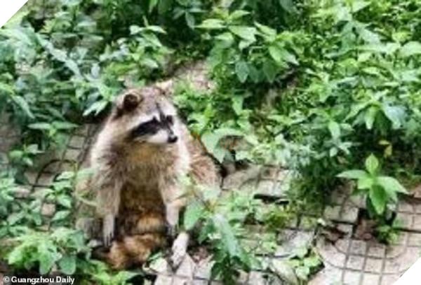 Ham ăn đồ ăn của du khách, đám gấu mèo ở sở thú Trung Quốc bỗng phát phì, giảm hẳn khả năng sinh sản - Ảnh 7.