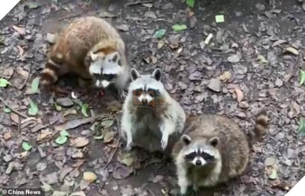 Ham ăn đồ ăn của du khách, đám gấu mèo ở sở thú Trung Quốc bỗng phát phì, giảm hẳn khả năng sinh sản - Ảnh 8.