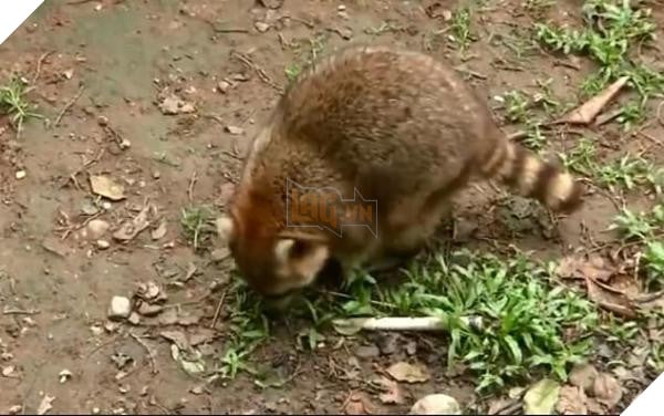 Ham ăn đồ ăn của du khách, đám gấu mèo ở sở thú Trung Quốc bỗng phát phì, giảm hẳn khả năng sinh sản - Ảnh 6.