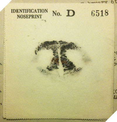 Nếu con người có vân tay thì mỗi chú chó lại sở hữu vân mũi cực đặc biệt đấy! - Ảnh 3.