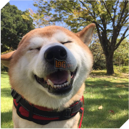 Chú chó nhát gan đi tản bộ đột nhiên ‘đứng hình’… 5 giây sau, nó quay đầu bỏ chạy khiến chủ nhân cười lăn 12