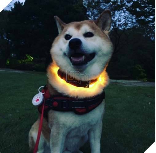 Chú chó nhát gan đi tản bộ đột nhiên ‘đứng hình’… 5 giây sau, nó quay đầu bỏ chạy khiến chủ nhân cười lăn 13