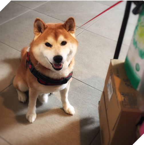 Chú chó nhát gan đi tản bộ đột nhiên ‘đứng hình’… 5 giây sau, nó quay đầu bỏ chạy khiến chủ nhân cười lăn 14