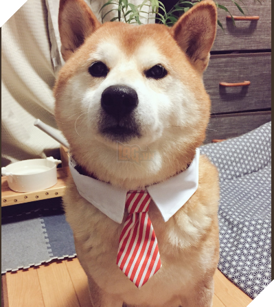 Chú chó nhát gan đi tản bộ đột nhiên ‘đứng hình’… 5 giây sau, nó quay đầu bỏ chạy khiến chủ nhân cười lăn 15