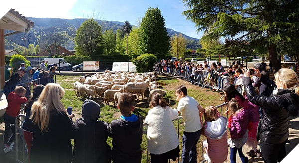 15 chú cừu ở Pháp được đến trường tiểu học làm... học sinh - 1