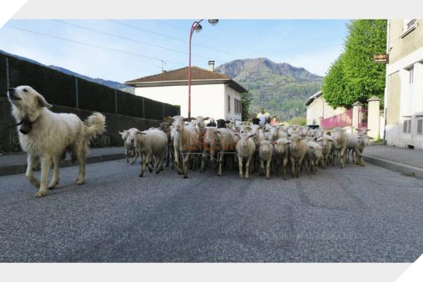 Những con cừu được đưa đến trường tiểu học ở Pháp.