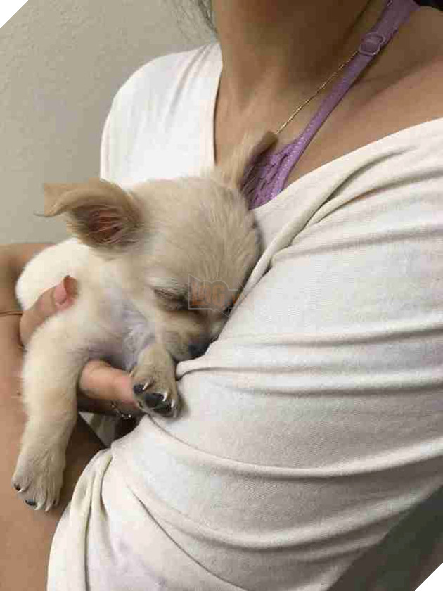 Chú chó nhỏ bị bỏ lại một mình ở sân bay, người đi qua bật khóc khi thấy bức thư chủ cũ để lại - Ảnh 2.