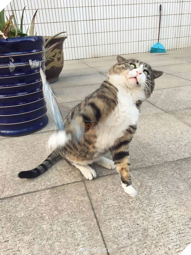 Chú mèo béo cơ nhỡ bỗng thành ngôi sao internet vì biểu cảm quá drama trong mọi khung hình - Ảnh 1.