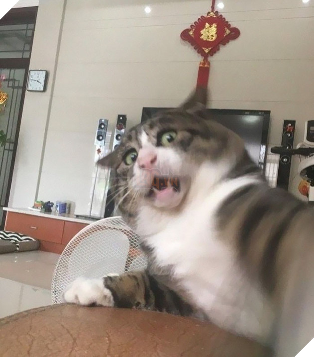Chú mèo béo cơ nhỡ bỗng thành ngôi sao internet vì biểu cảm quá drama trong mọi khung hình - Ảnh 2.
