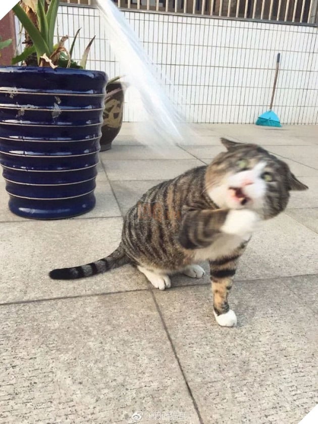 Chú mèo béo cơ nhỡ bỗng thành ngôi sao internet vì biểu cảm quá drama trong mọi khung hình - Ảnh 3.