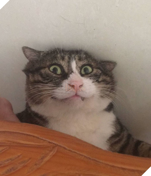 Chú mèo béo cơ nhỡ bỗng thành ngôi sao internet vì biểu cảm quá drama trong mọi khung hình - Ảnh 5.