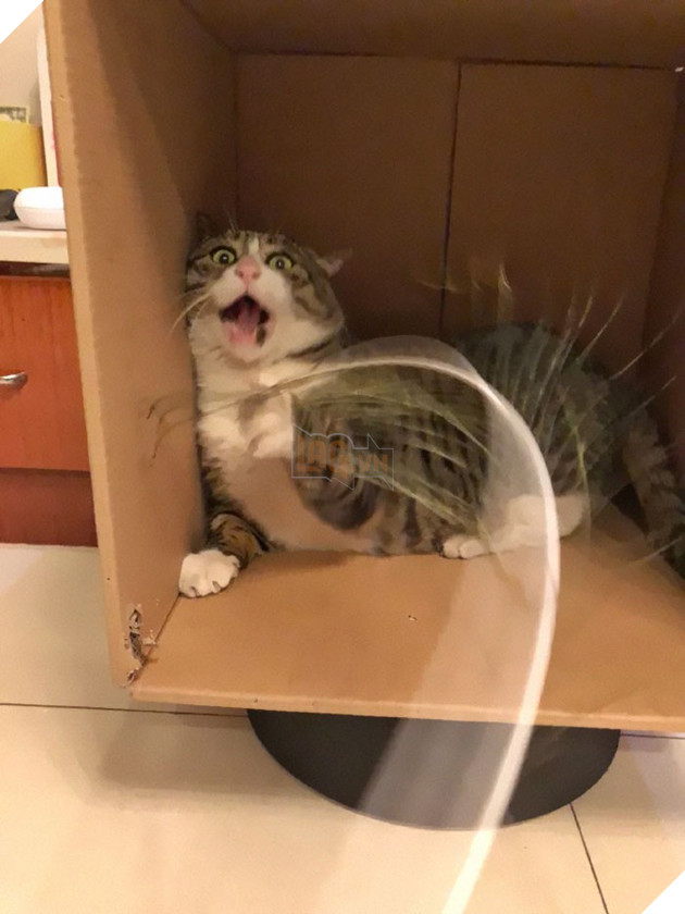 Chú mèo béo cơ nhỡ bỗng thành ngôi sao internet vì biểu cảm quá drama trong mọi khung hình - Ảnh 6.