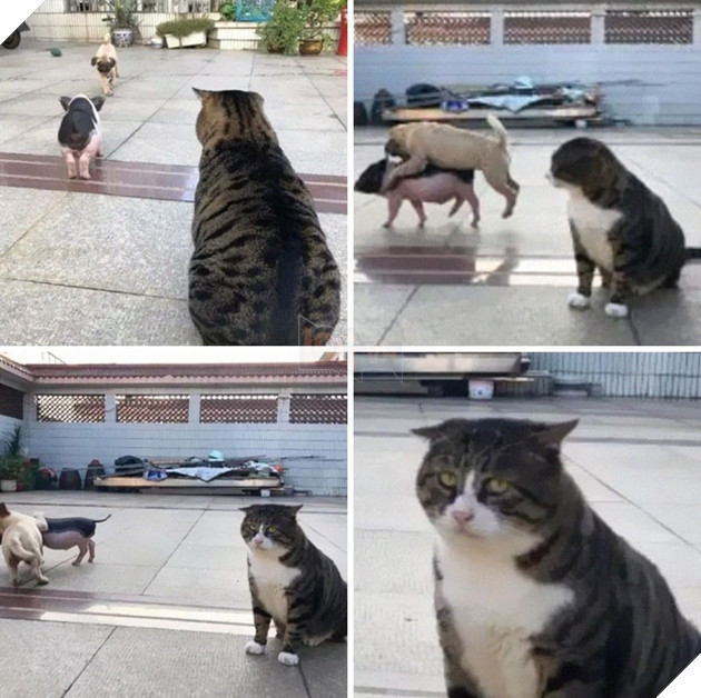 Chú mèo béo cơ nhỡ bỗng thành ngôi sao internet vì biểu cảm quá drama trong mọi khung hình - Ảnh 8.