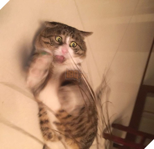 Chú mèo béo cơ nhỡ bỗng thành ngôi sao internet vì biểu cảm quá drama trong mọi khung hình - Ảnh 9.