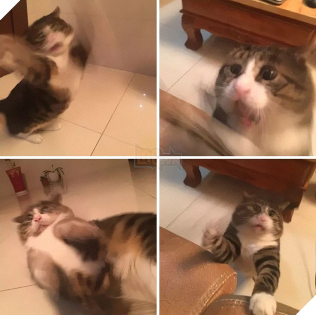 Chú mèo béo cơ nhỡ bỗng thành ngôi sao internet vì biểu cảm quá drama trong mọi khung hình - Ảnh 10.