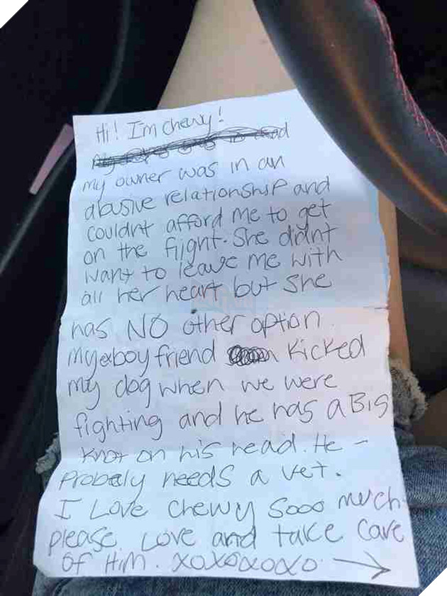 Chú chó nhỏ bị bỏ lại một mình ở sân bay, người đi qua bật khóc khi thấy bức thư chủ cũ để lại - Ảnh 1.