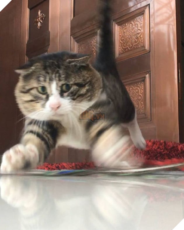 Chú mèo béo cơ nhỡ bỗng thành ngôi sao internet vì biểu cảm quá drama trong mọi khung hình - Ảnh 12.