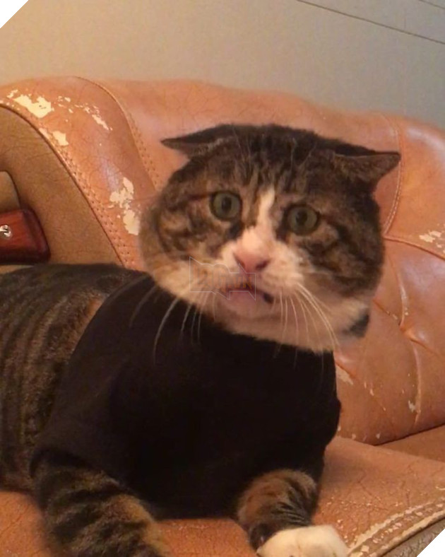 Chú mèo béo cơ nhỡ bỗng thành ngôi sao internet vì biểu cảm quá drama trong mọi khung hình - Ảnh 13.