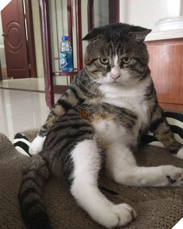 Chú mèo béo cơ nhỡ bỗng thành ngôi sao internet vì biểu cảm quá drama trong mọi khung hình - Ảnh 14.