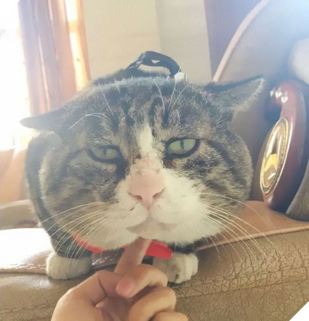 Chú mèo béo cơ nhỡ bỗng thành ngôi sao internet vì biểu cảm quá drama trong mọi khung hình - Ảnh 15.