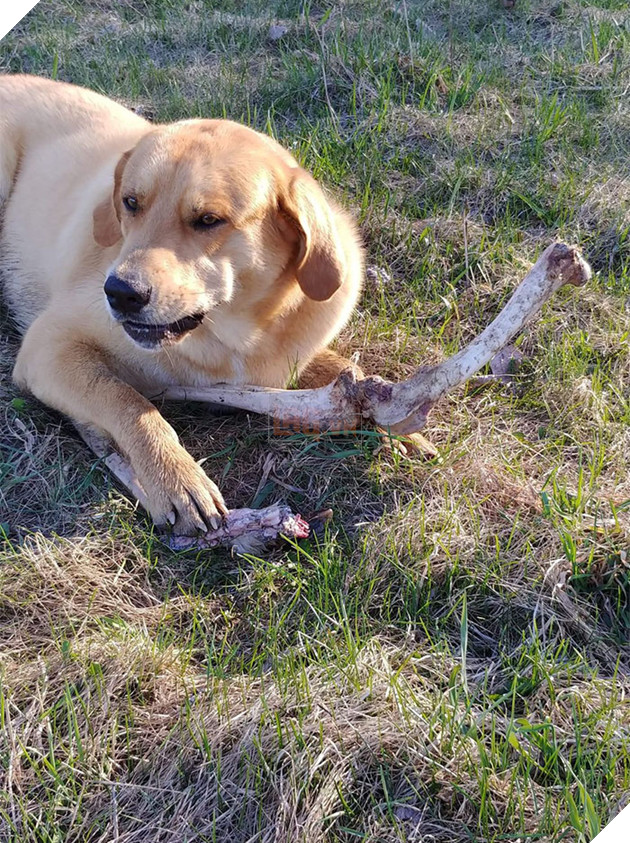 Gấu hối lộ nguyến khúc sườn nai cho chó canh nhà để có thể vào lục rác kiếm ăn 3