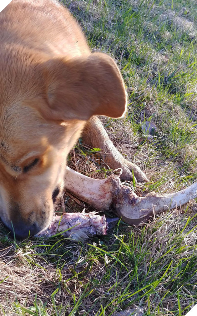 Gấu hối lộ nguyến khúc sườn nai cho chó canh nhà để có thể vào lục rác kiếm ăn 4