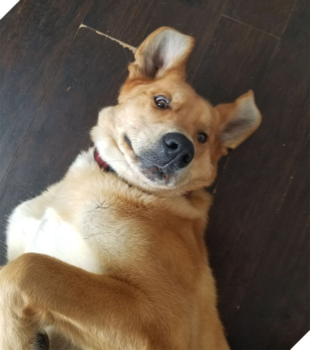 Gấu hối lộ nguyến khúc sườn nai cho chó canh nhà để có thể vào lục rác kiếm ăn