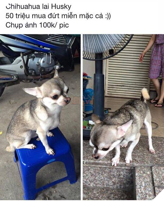  
Bạn boss có ba và mẹ thuộc giống Chihuahua và Husky