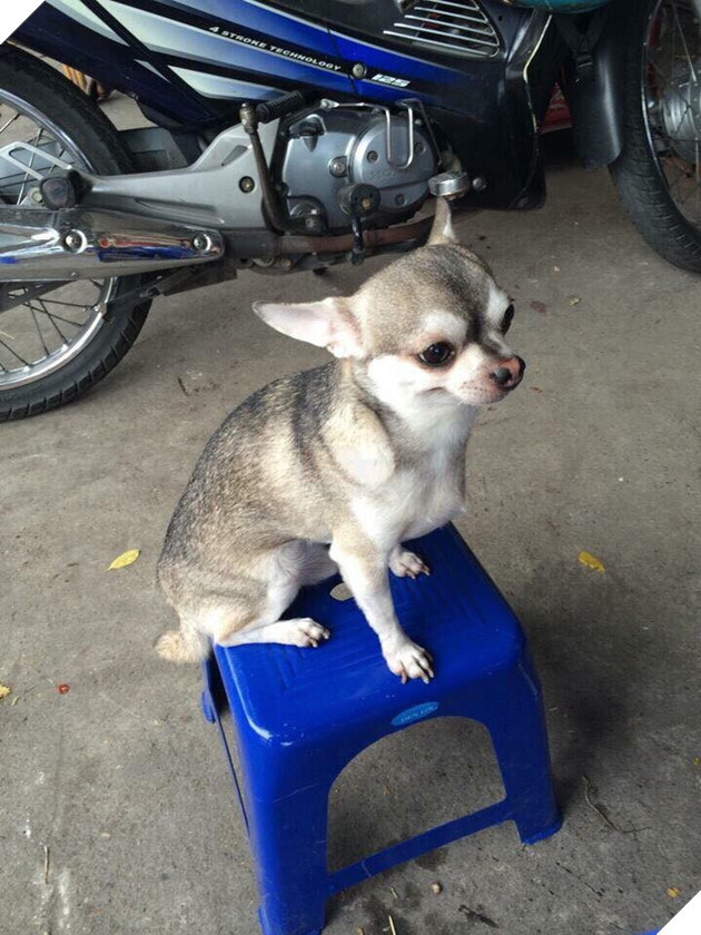 Bạn không nhìn lầm đâu, đây đích thực là con boss với gương mặt Chihuahua và thân hình Husky