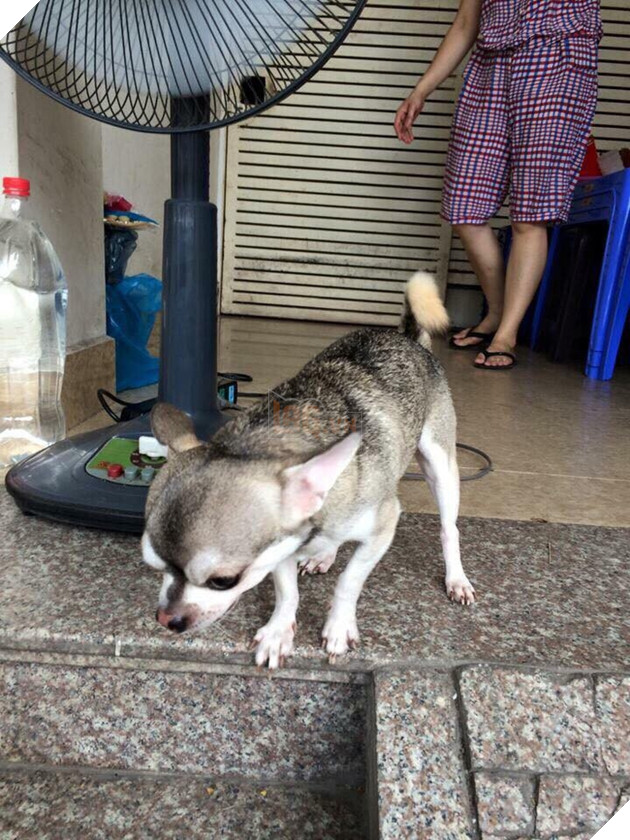 Bạn không nhìn lầm đâu, đây đích thực là con boss với gương mặt Chihuahua và thân hình Husky