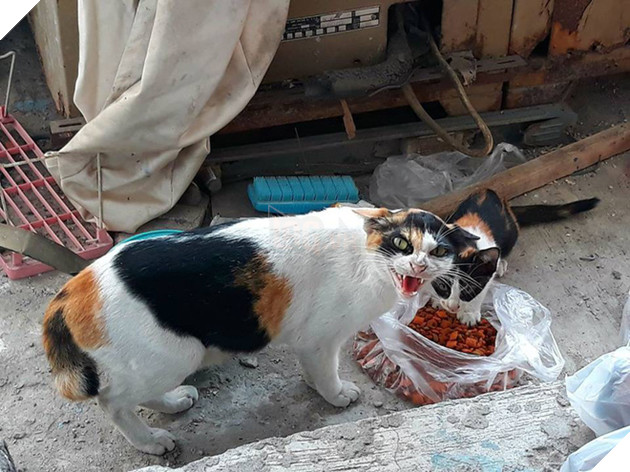Biểu cảm gương mặt của con mèo khi được cho ăn gây sốt mạng xã hội Việt - Ảnh 1.