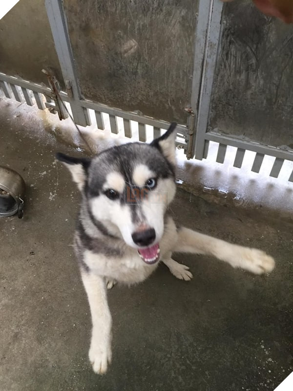 Ra tay cưu mang chú chó hoang lở loét không ai quan tâm, cô gái hạnh phúc vì điều kỳ diệu sau 171 ngày