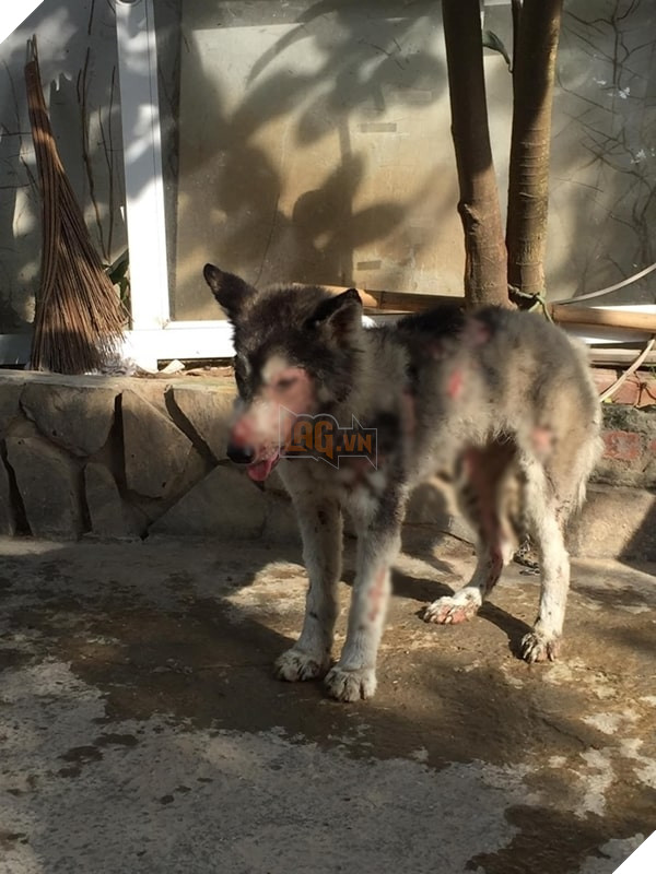 Ra tay cưu mang chú chó hoang lở loét không ai quan tâm, cô gái hạnh phúc vì điều kỳ diệu sau 171 ngày