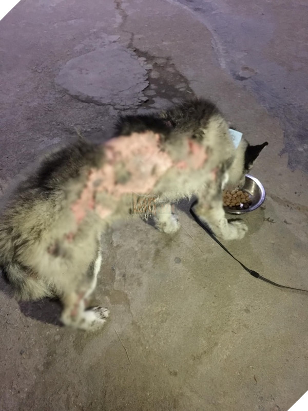 Ra tay cưu mang chú chó hoang lở loét không ai quan tâm, cô gái hạnh phúc vì điều kỳ diệu sau 171 ngày