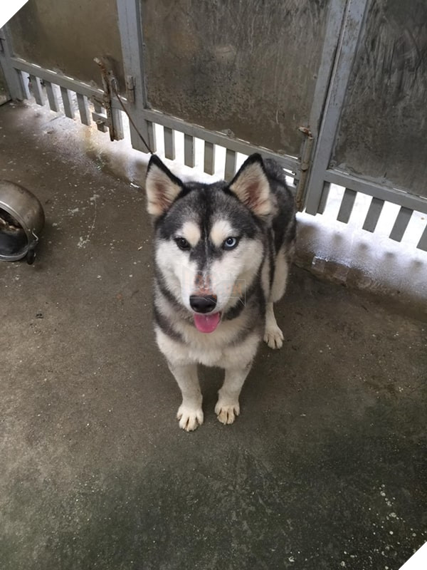 Ra tay cưu mang chú chó hoang lở loét không ai quan tâm, cô gái hạnh phúc vì điều kỳ diệu sau 171 ngày