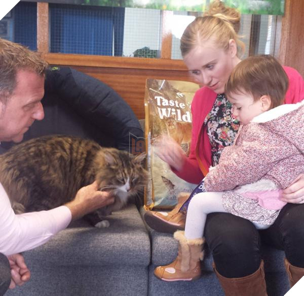 missing cat found pet food factory clive 5c1cd8f834548 700