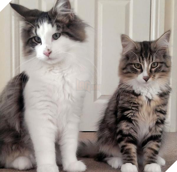 missing cat found pet food factory clive 5c1cdf4d0b4e8 700