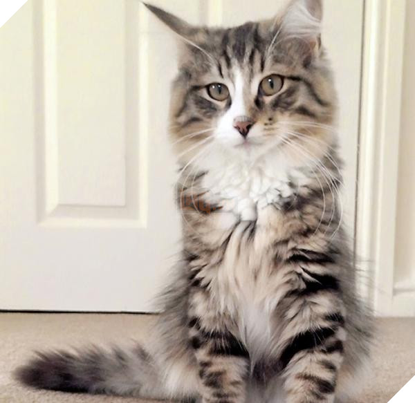 missing cat found pet food factory clive 5c1cdf4eee201 700