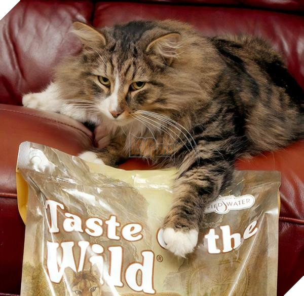 missing cat found pet food factory clive 5c1cdf69d7066 700