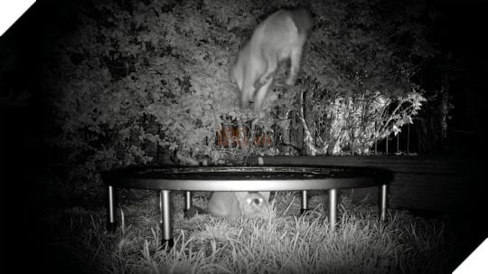 Đáng yêu vô đối: Thấy đôi cáo nhỏ hay mò vào vườn chơi, chủ nhà sắm hẳn đệm nhún cho chúng nô đùa mệt nghỉ - Ảnh 3.