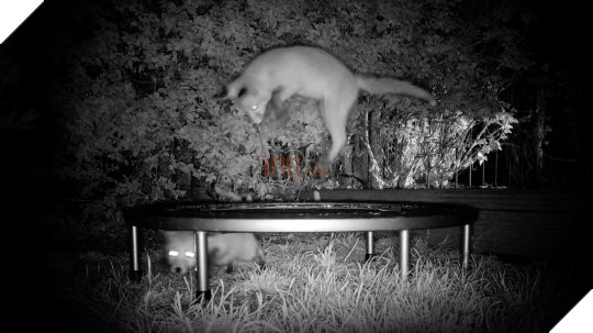 Đáng yêu vô đối: Thấy đôi cáo nhỏ hay mò vào vườn chơi, chủ nhà sắm hẳn đệm nhún cho chúng nô đùa mệt nghỉ - Ảnh 4.