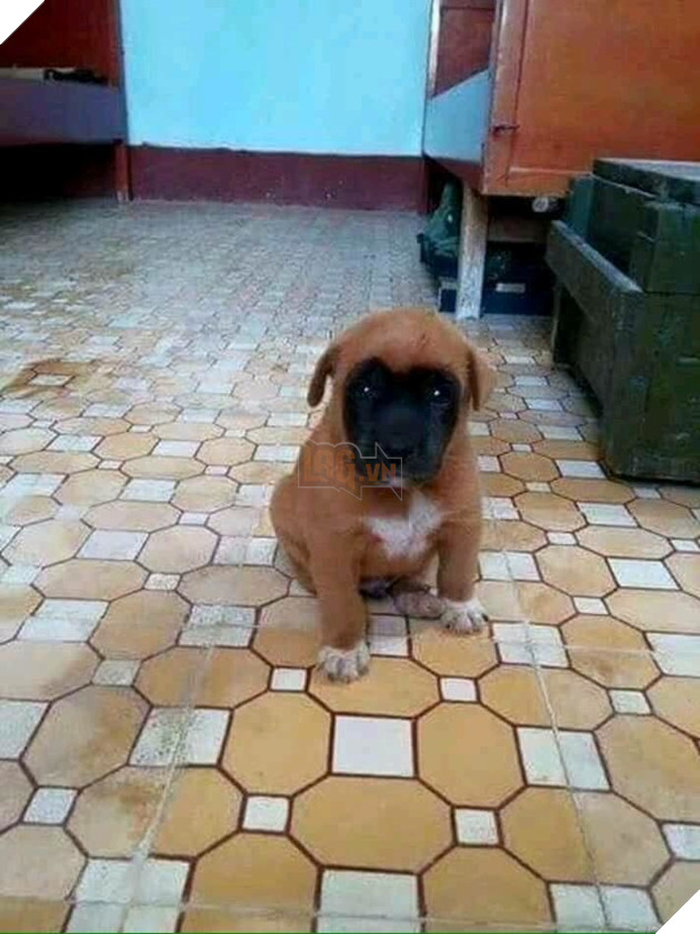  
Chả hiểu lai ai mà mặt mũi đen như đít nồi thế này các ông ạ