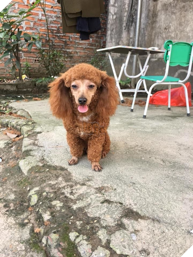  
Nghe bảo tóc với mặt kiểu này đang là "trend" mới