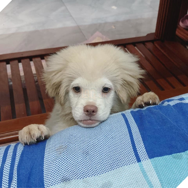  
Biểu cảm gương mặt "ngố tàu" của chú cún khiến dân mạng thích thú