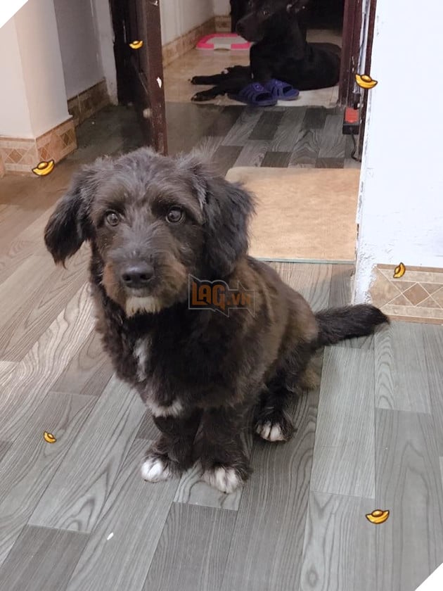  
Tới giờ ăn rồi, có cho tao ăn không thì bảo. Nhìn mặt là biết tâm trạng của tao khi đói ăn là như nào rồi đó